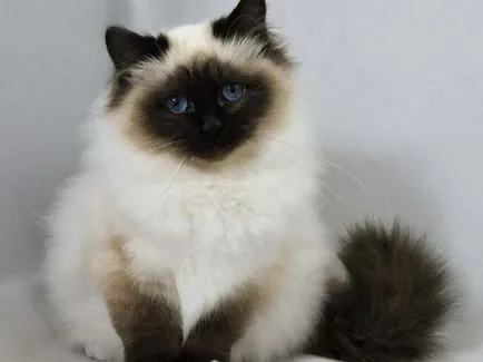 Определя котка порода