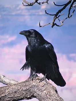 Той прилича на гарван