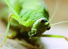 Тъй като крикет пее