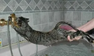 Как да се измие котка Как да се измие котка
