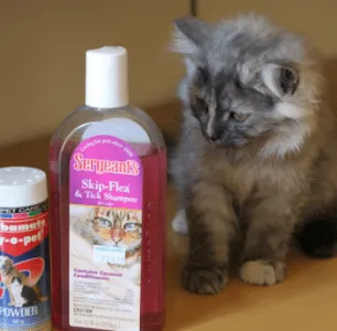 Как да се измие котка
