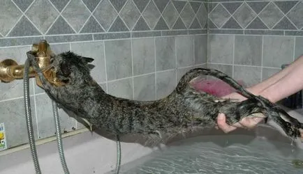 Как да се измие котка