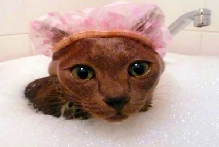 Как да се измие котка