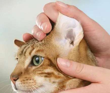 Как да се измие котка