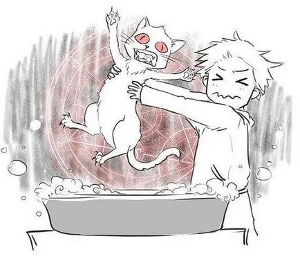 Как да се измие котка