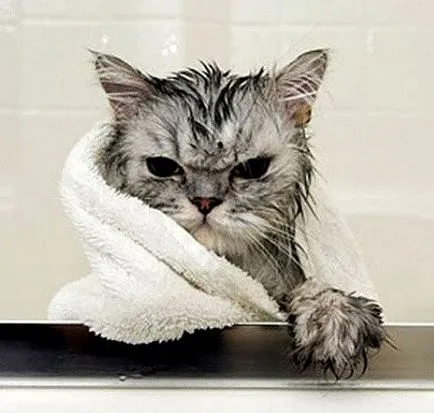 Как да се измие котка