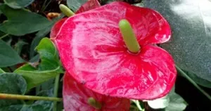 Hogyan Care Spathiphyllum Hogyan Care Spathiphyllum