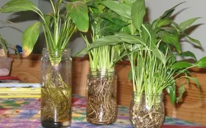Hogyan Care Spathiphyllum Hogyan Care Spathiphyllum