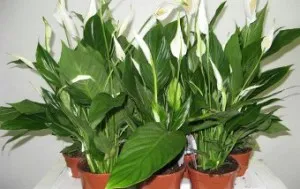 Hogyan Care Spathiphyllum Hogyan Care Spathiphyllum