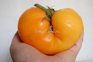 Grade sárga paradicsom