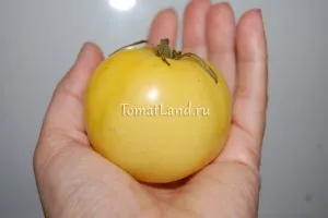 Grade sárga paradicsom