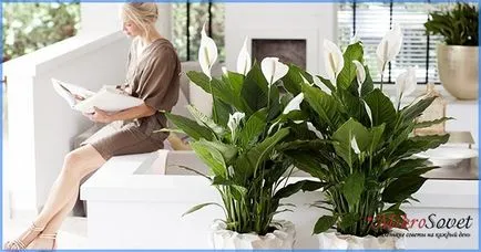 Hogyan Care Spathiphyllum Hogyan Care Spathiphyllum