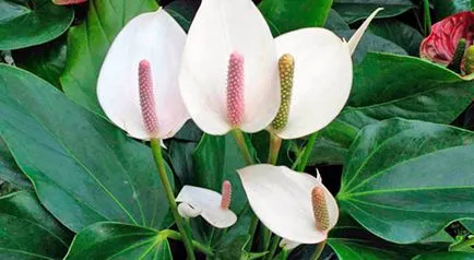 Hogyan Care Spathiphyllum Hogyan Care Spathiphyllum