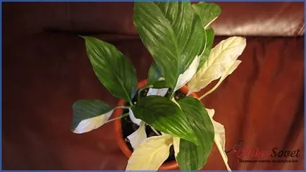 Hogyan Care Spathiphyllum Hogyan Care Spathiphyllum