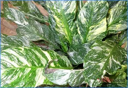 Hogyan Care Spathiphyllum Hogyan Care Spathiphyllum