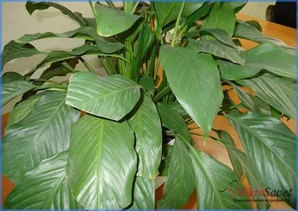 Hogyan Care Spathiphyllum Hogyan Care Spathiphyllum