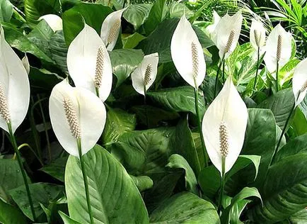 Hogyan Care Spathiphyllum Hogyan Care Spathiphyllum