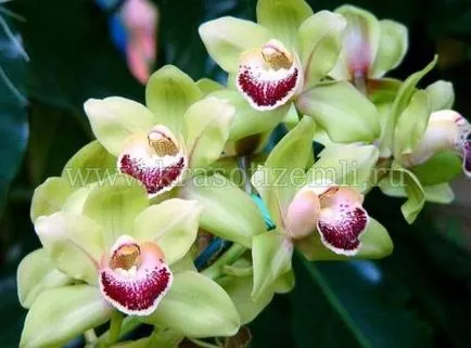 Mi a teendő, ha elszáradt orchidea