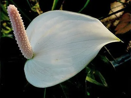 Hogyan Care Spathiphyllum Hogyan Care Spathiphyllum