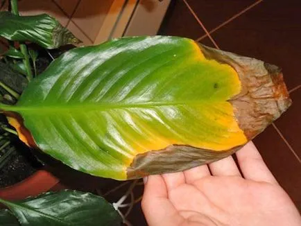 Hogyan Care Spathiphyllum Hogyan Care Spathiphyllum