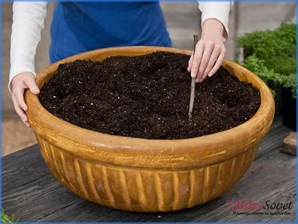 Hogyan Care Spathiphyllum Hogyan Care Spathiphyllum