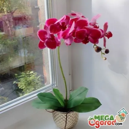 Mi a teendő, ha elszáradt orchidea