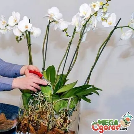 Mi a teendő, ha elszáradt orchidea