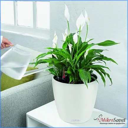 Hogyan Care Spathiphyllum Hogyan Care Spathiphyllum