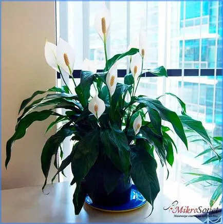 Hogyan Care Spathiphyllum Hogyan Care Spathiphyllum
