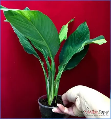 Hogyan Care Spathiphyllum Hogyan Care Spathiphyllum