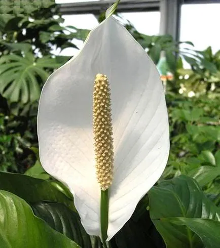 Hogyan Care Spathiphyllum Hogyan Care Spathiphyllum