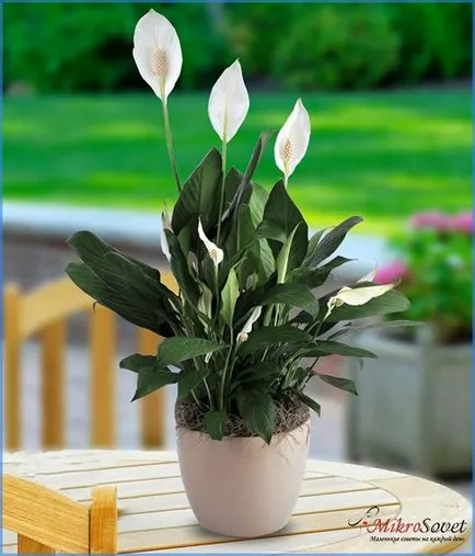 Hogyan Care Spathiphyllum Hogyan Care Spathiphyllum