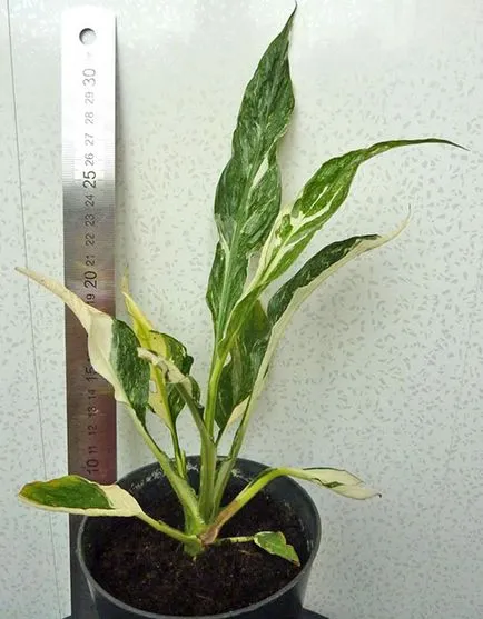 Hogyan Care Spathiphyllum Hogyan Care Spathiphyllum