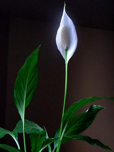 Hogyan Care Spathiphyllum