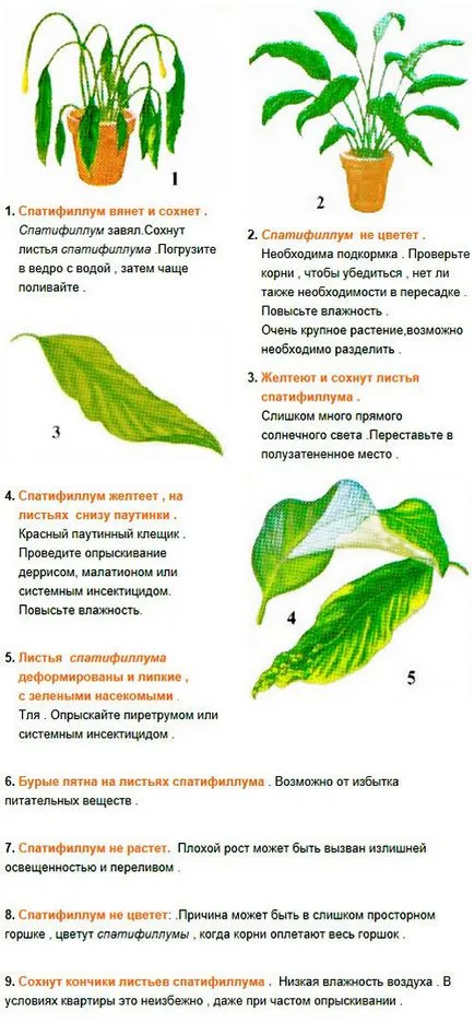 Hogyan Care Spathiphyllum Hogyan Care Spathiphyllum