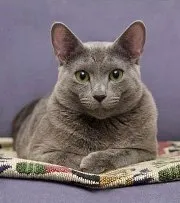 котка гребен