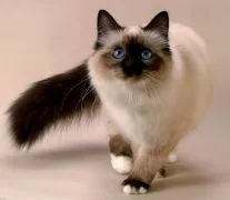 котка гребен