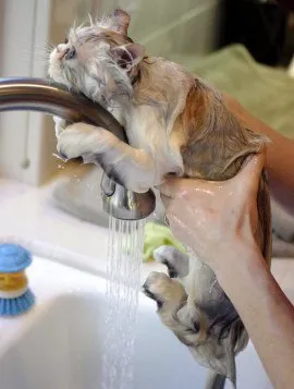Как да се измие котка