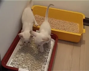 Как да научим малко котенце да тавата