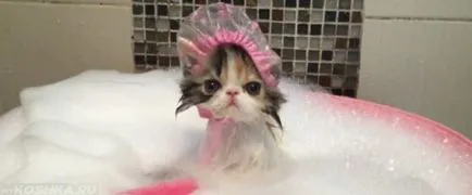 окъпан котка