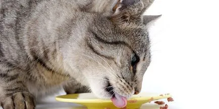 Как да се хранят котката Как да се хранят котката