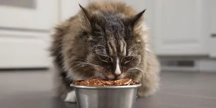 Как да се хранят котката Как да се хранят котката