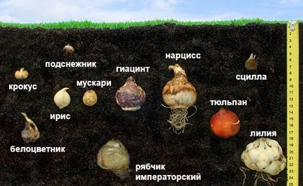 Как да засадят цветя