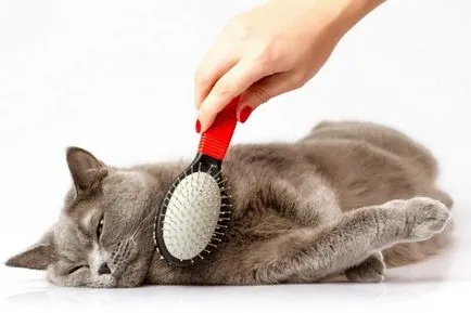 котка гребен