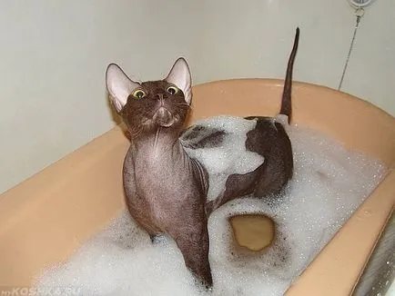 окъпан котка