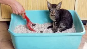 Как да научим малко котенце да тавата