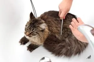 котка гребен