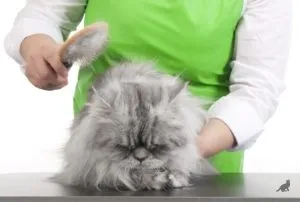 котка гребен
