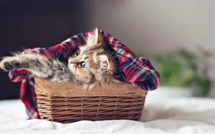Как да научим малко котенце да тавата