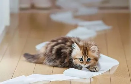 Как да научим малко котенце да тавата Как да научим малко котенце да тавата